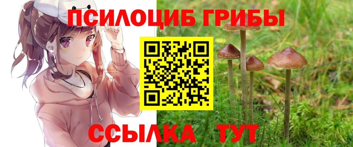 Псилоцибиновые грибы Cubensis Буйнакск